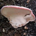 Rosy Polypore